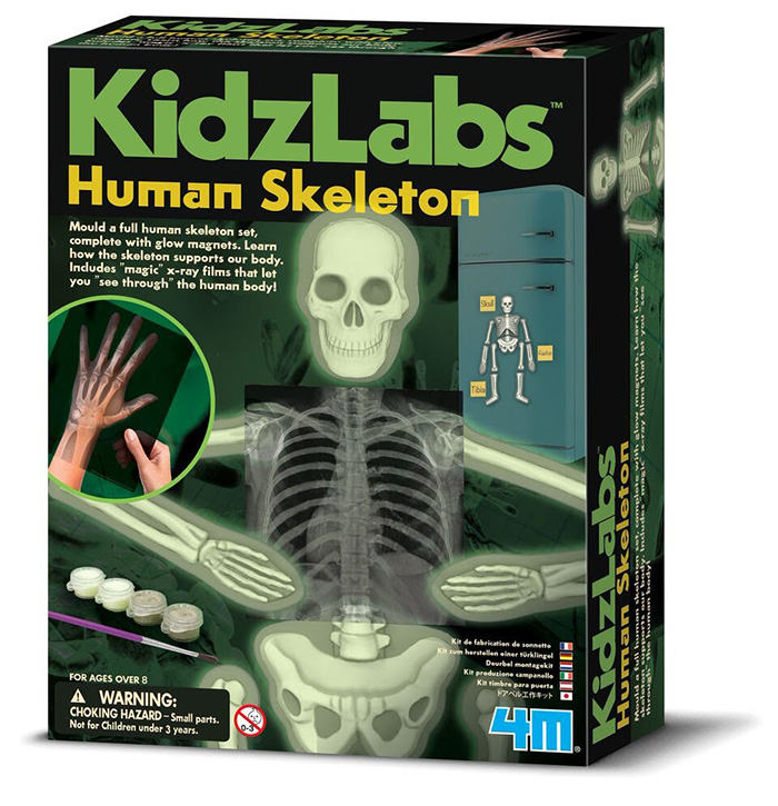 FM120033750000 4M Kidz Labs - Glow Human Skeleton(1)