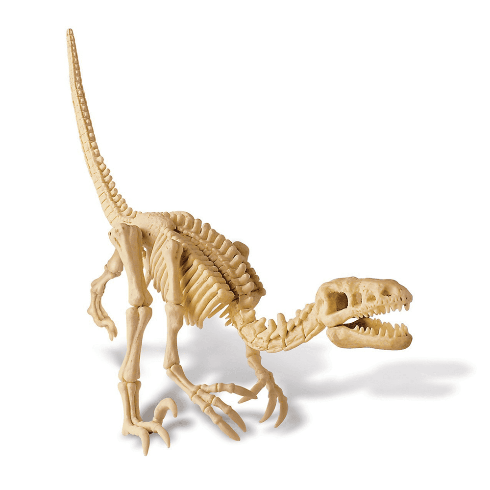 FM120132340000 4M DINOSAUR-DIG A VELOCIRAPTOR SKELETON(2)